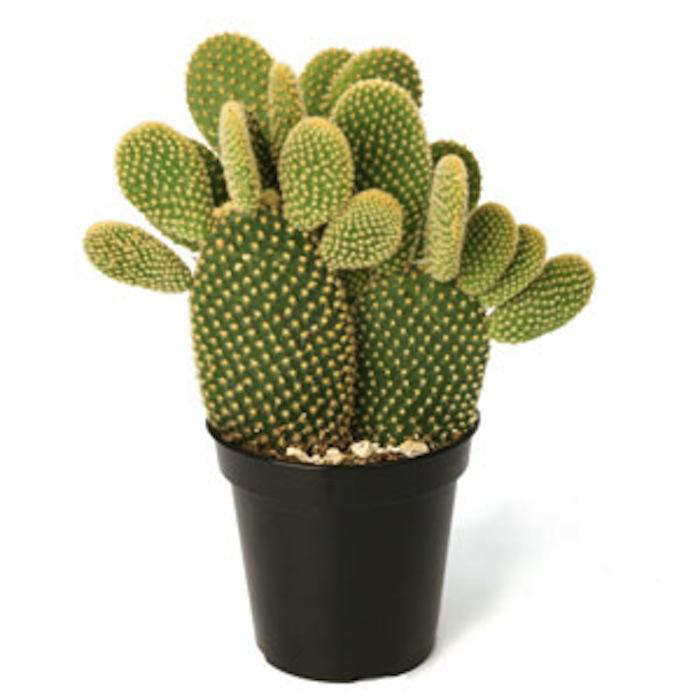 Opuntia microdasys Remodelista